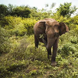 An elephant shakes leaves free of dirt, Udawalawe National Park, Sri Lanka, Asia