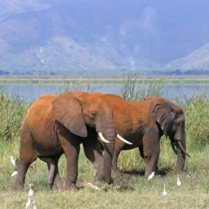 Elephants, Lake Jipe