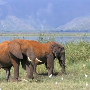 Elephants, Lake Jipe