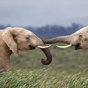 Elephants (Loxodonta africana), greeting, Addo National Park, Eastern Cape