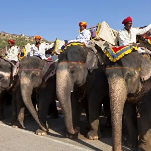 Elephants waiting to carry tourists at Amber Fort near Jaipur, Rajasthan, India, Asia