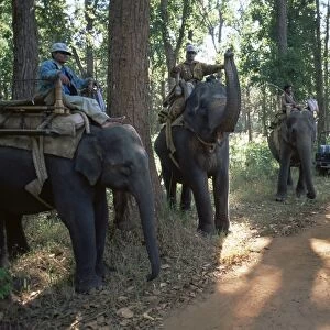 Elephants waiting for tourists