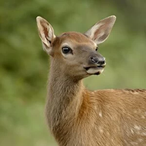 Elk (Cervus canadensis) calf, Jasper National Park, Alberta, Canada, North America