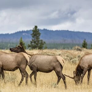 Elk herd (Cervus canadensis) grazing in Yellowstone National Park, UNESCO World Heritage Site, Wyoming, United States of America, North America