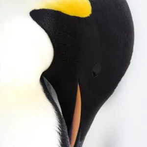 Emperor Penguin