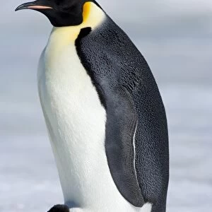 Emperor penguin (Aptenodytes forsteri), chick and adult, Snow Hill Island