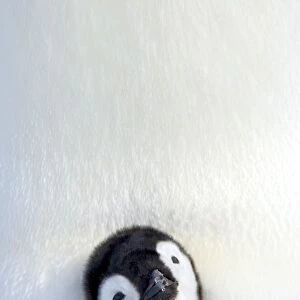 Emperor penguin (Aptenodytes forsteri), chick, Snow Hill Island, Weddell Sea