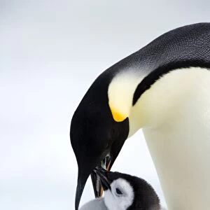 Emperor penguin (Aptenodytes forsteri) and chick, Snow Hill Island, Weddell Sea