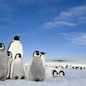 Emperor penguin (Aptenodytes forsteri) and chicks, Snow Hill Island, Weddell Sea