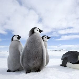 Emperor penguin (Aptenodytes forsteri) and chicks, Snow Hill Island, Weddell Sea
