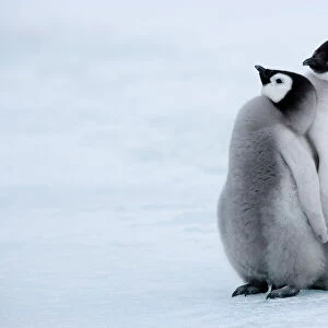 Emperor penguin chicks (Aptenodytes forsteri), Snow Hill Island, Weddell Sea