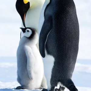 Emperor penguins (Aptenodytes forsteri) and chick, Snow Hill Island, Weddell Sea