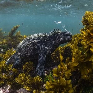 The endemic Galapagos marine iguana (Amblyrhynchus cristatus), feeding underwater