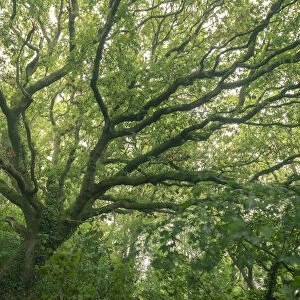 English Oak tree with summer foliage, Cornwall, England, United Kingdom, Europe