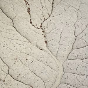 Erosion patterns in a small drainage, Bisti Wilderness, New Mexico, United States of America