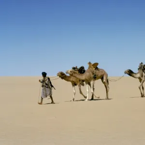 Part of escort to camel train in Empty quarter of Mauritania-Mali, Africa