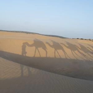 Essaouira beach camel shadows, Morocco, North Africa, Africa