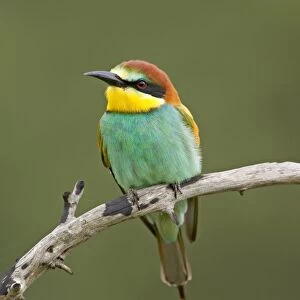 European bee-eater or golden-backed bee-eater (Merops apiaster), Kruger National Park