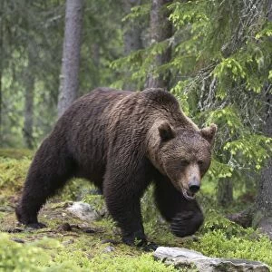 European brown bear (Ursus arctos), Kuhmo, Finland, Scandinavia, Europe