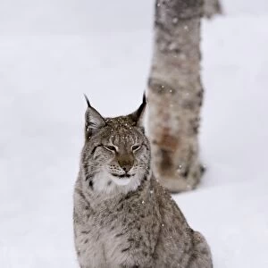 European Lynx (Lynx lynx), Polar Park, Norway, Troms, Norway, Scandinavia, Europe