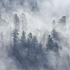 Evergreen trees in fog, Yellowstone National Park, UNESCO World Heritage Site, Wyoming