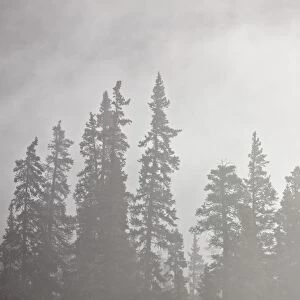 Evergreens surrounded by fog, Jasper National Park, UNESCO World Heritage Site, Alberta, Canada, North America