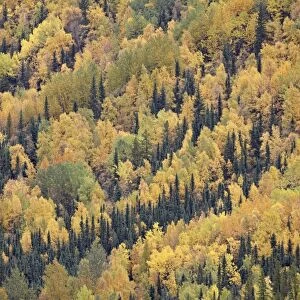 Fall colors with evergreens, Toad River, Alaska Highway, British Columbia