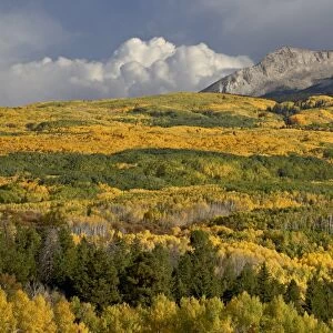 Fall colors, Gunnison National Forest, Colorado, United States of America, North America