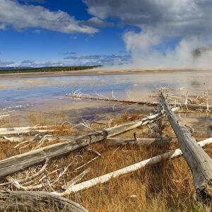 Fallen lodgepole pines, Grand Prismatic Spring, Midway Geyser Basin, Yellowstone National Park, UNESCO World Heritage Site, Wyoming, United States of America, North America