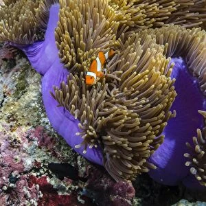 False clown anemonefish (Amphiprion ocellaris), Sebayur Island, Komodo Island National Park, Indonesia, Southeast Asia, Asia