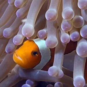 False clown anenomefish (Amphiprion ocellaris) in the tentacles of its host anemone, Celebes Sea, Sabah, Malaysia, Southeast Asia, Asia