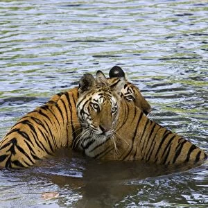 Family of Indian tigers (Bengal tiger) (Panthera tigris tigris)