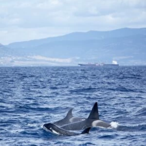 Family of killer whales (Orcinus orca) at surface off Tarifa coast