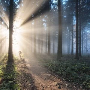 Fan of light rays and trail in a misty forest, Baden-Wurttemberg, Germany, Europe
