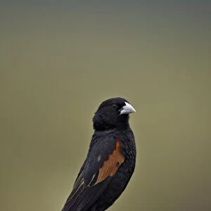 Fan-tailed widowbird (red-shouldered widowbird) (Euplectes axillaris), Ngorongoro Crater, Tanzania, East Africa, Africa