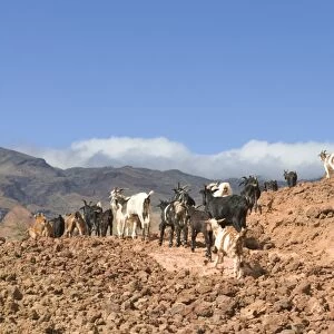 Farmer with his goats in rocky landscape, San Antao, Cape Verde Islands, Africa