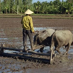 Farmer with oxen drawing plough in flooded fields near