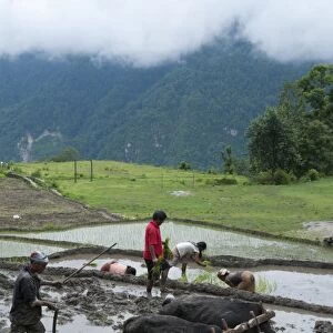 Farmers at work in rice paddies, Ghandruk, Pokhara, Annapurna area, Nepal, Asia