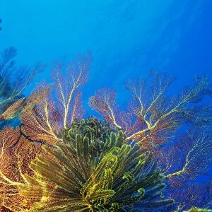 Featherstars perch on the edge of Gorgonian Sea Fans to feed in the current