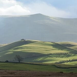 Fell Country above Caldbeck, John Peel Country, Back o Skiddaw, sheep grazing in the enclosures, Cumbria, England, United Kingdom, Europe