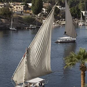 Feluccas sailing on the River Nile, Aswan, Egypt, North Africa, Africa