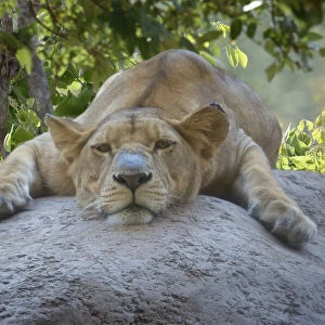Female Angolan Lion (Panthera leo melanochaita), Angola, Africa