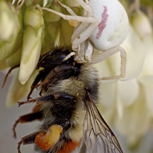 Female goldenrod spider (Misumena vatia) eating a red-tailed bumble bee