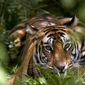 Female Indian Tiger