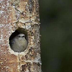 Female Mountain Bluebird (Sialia currucoides) at the nest, Yellowstone National Park, Wyoming, United States of America, North America