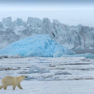 Female polar bear (Ursus maritimus) on pack ice, Bjornsundet, Hinlopen Strait, Spitsbergen Island