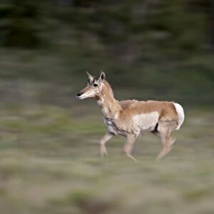 Female Pronghorn (Antilocapra americana) running, Park County, Colorado