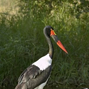 Female saddle-billed stork (Ephippiorhynchus senegalensis), Kruger National Park