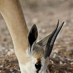 Female springbok (Antidorcas marsupialis) drinking, Kgalagadi Transfrontier Park