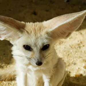 Fennec (desert fox)